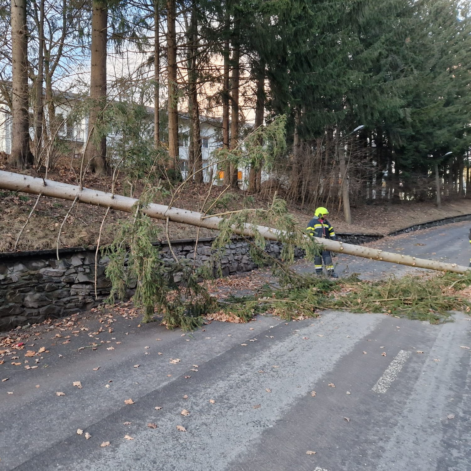 Umgestürzter Baum streift PKW, durchtrennt Kabel und blockiert Straße
